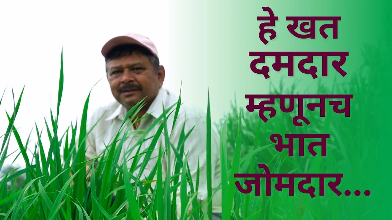 हे खत दमदार म्हणूनच भात जोमदार…