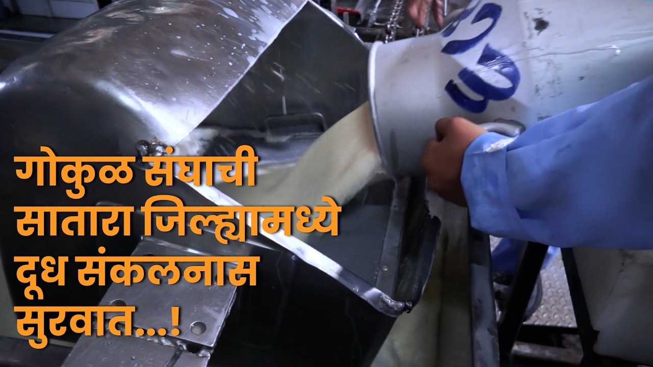 गोकुळ संघाची सातारा जिल्ह्यामध्ये दूध संकलनास सुरवात...!