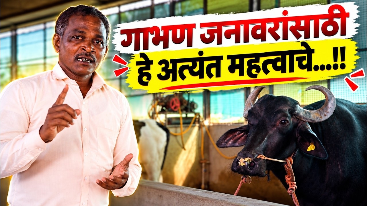 गाभण जनावरांसाठी हे अत्यंत महत्वाचे...!! 